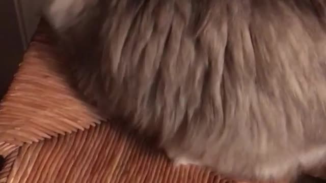 Fluffy grey cat clawing at brown braided chair