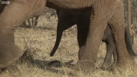 Kenyan Judges Experience the Majesty of Elephants | This Wild Life | BBC Earth