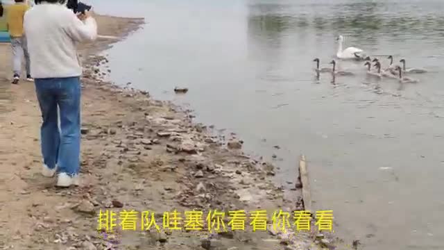 White Swan