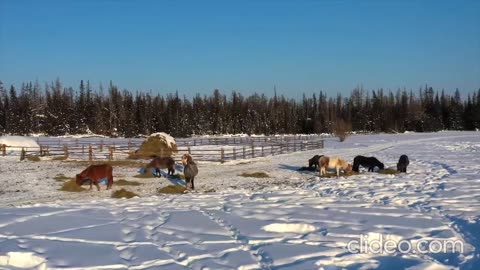 "The Yakut People: A Glimpse into the Life of Siberia's Indigenous Nomads"