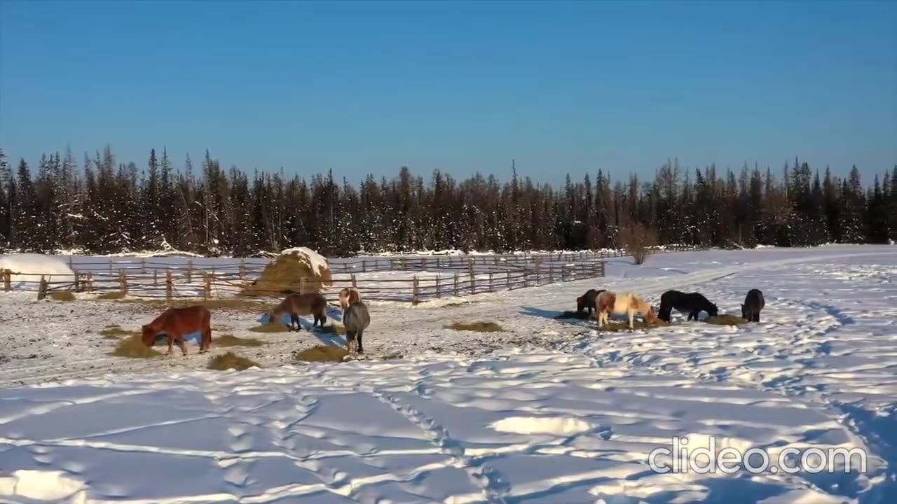 "The Yakut People: A Glimpse into the Life of Siberia's Indigenous Nomads"