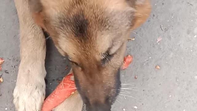 Dog eating carrot