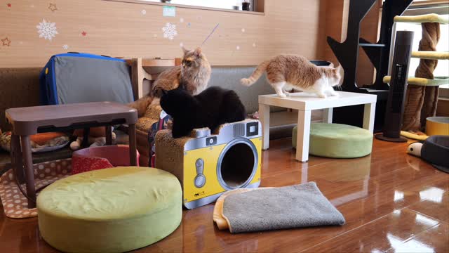 Cat sisters' daily life