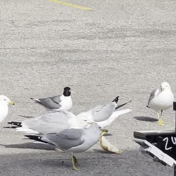Stranger bird between seagulls