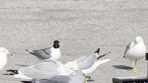 Stranger bird between seagulls