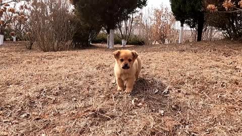 Stray puppy looking for grain dropped from train