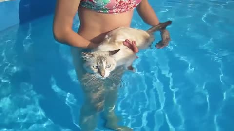 😳😍😍😂😂 Cat Swimming Like A BOSS 😀😀😀😀... ENTERTAINMENT