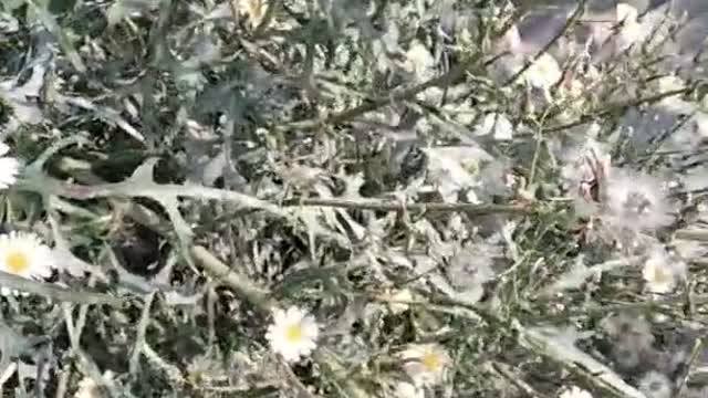Is this flower called a Daisy