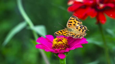 Butterfly Flowers Insect Bug