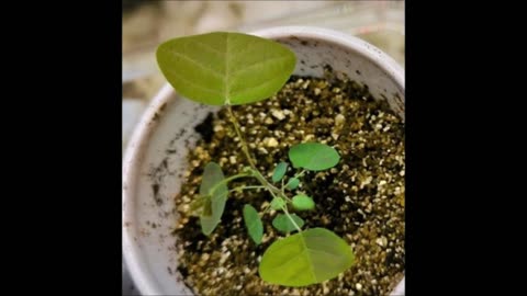 Christia Obcordata