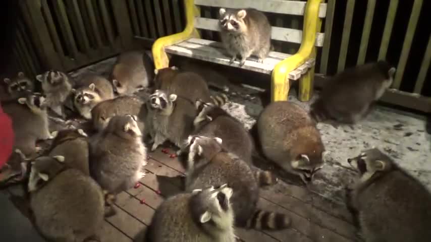 Racoon Frenzy!!!