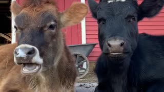 These cows🐄 were BORN TO BE WILD!