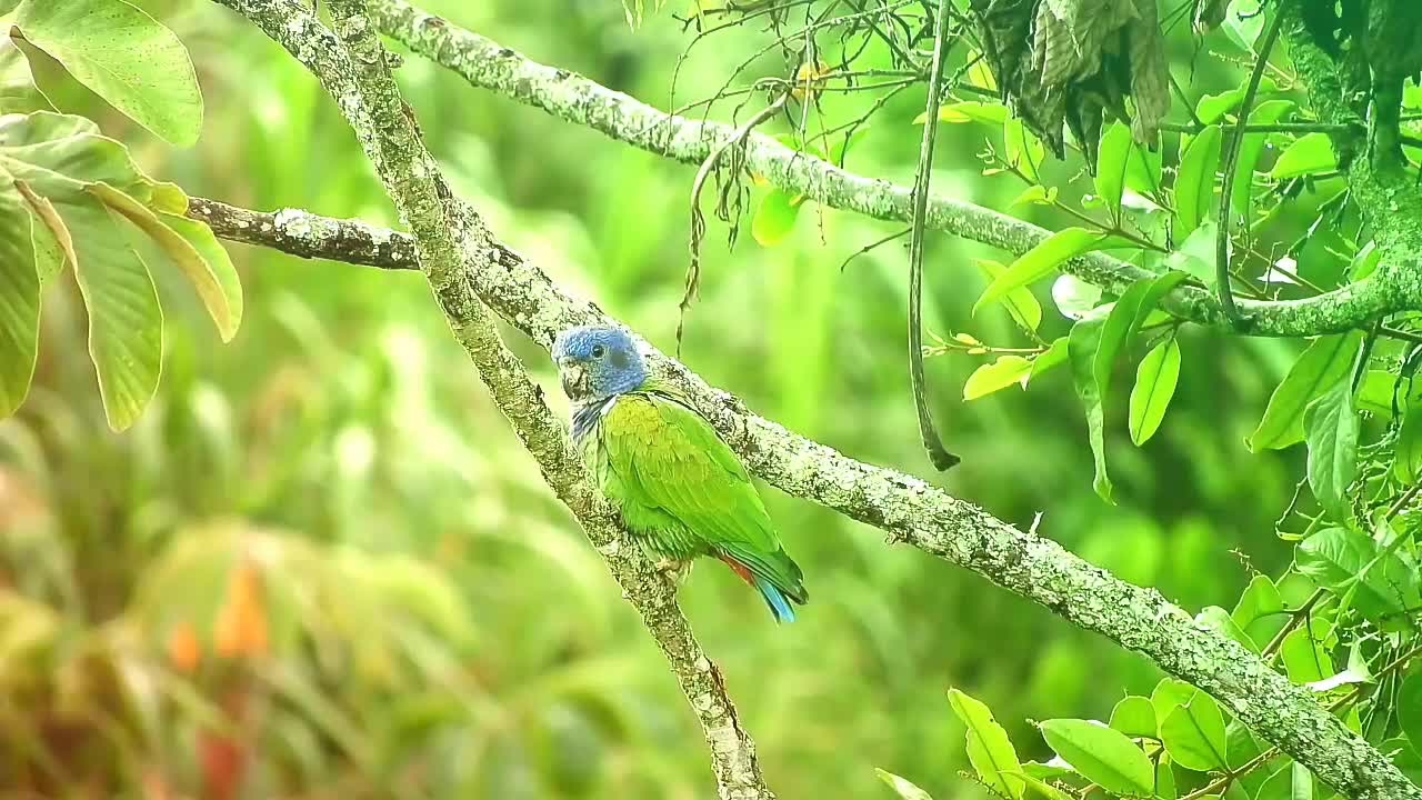 Enjoy watching parrot bird in nature with relaxing music