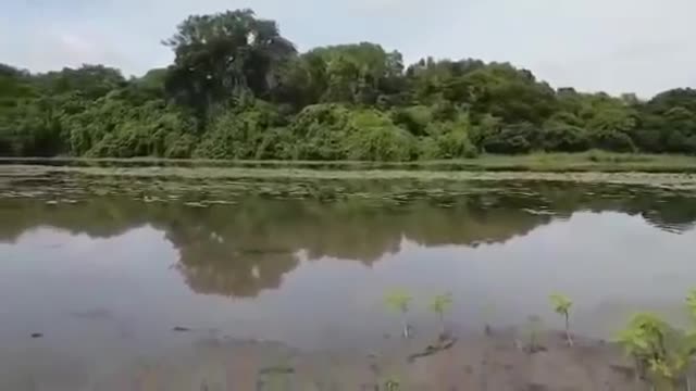 “RUN DANIEL!” Crocodile Attacks Fisherman and Steals His Fish