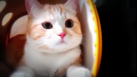 Funny cat so cute