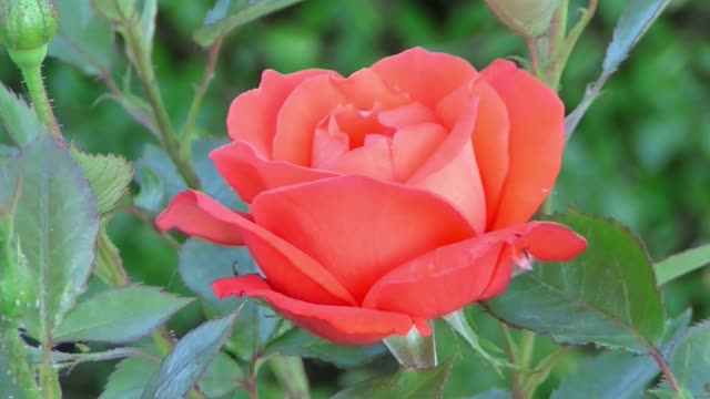 Look to the video, a rose blow to a moment