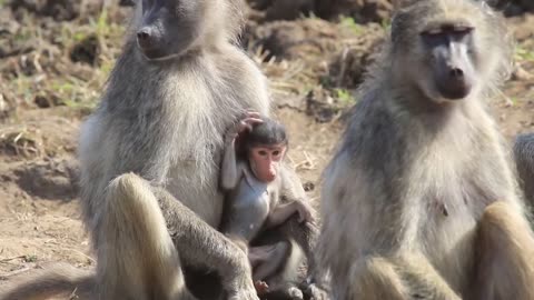 Baby monkey playing 🐒🐵🐵