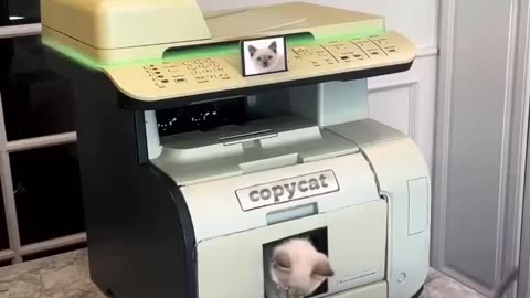 Cat copying machine