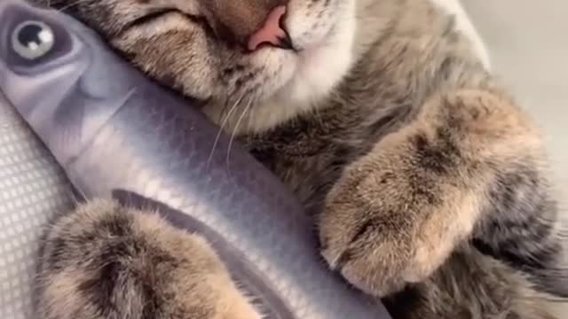 Very funny and cute cat 2021