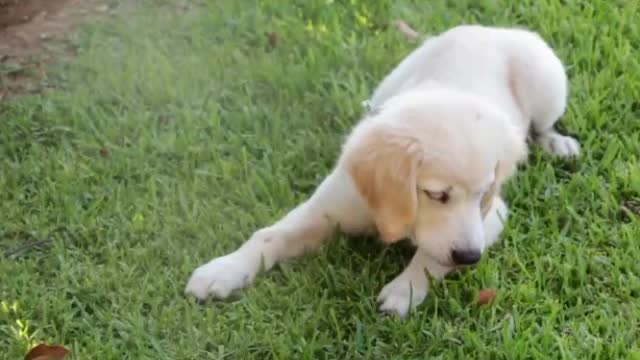 Lindo perrito jugando con su pelota