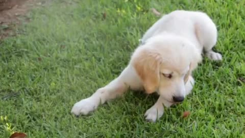 Lindo perrito jugando con su pelota