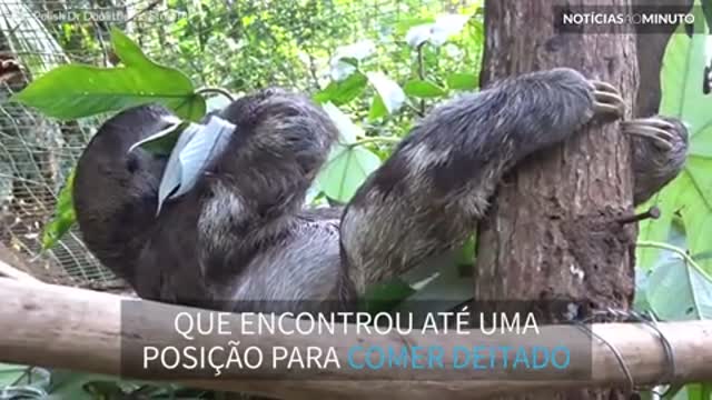 Bicho-preguiça se pendura pelos pés para comer