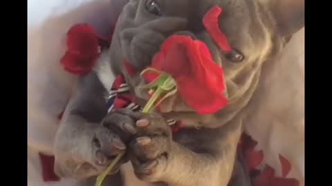 Pug eats roses