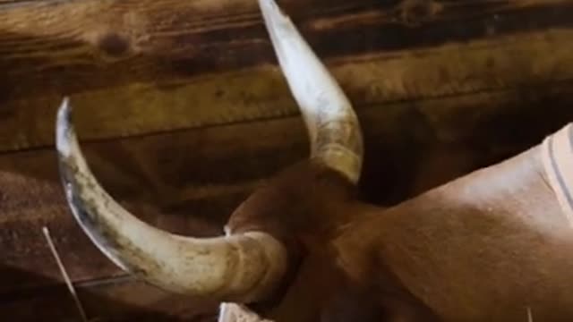 cow