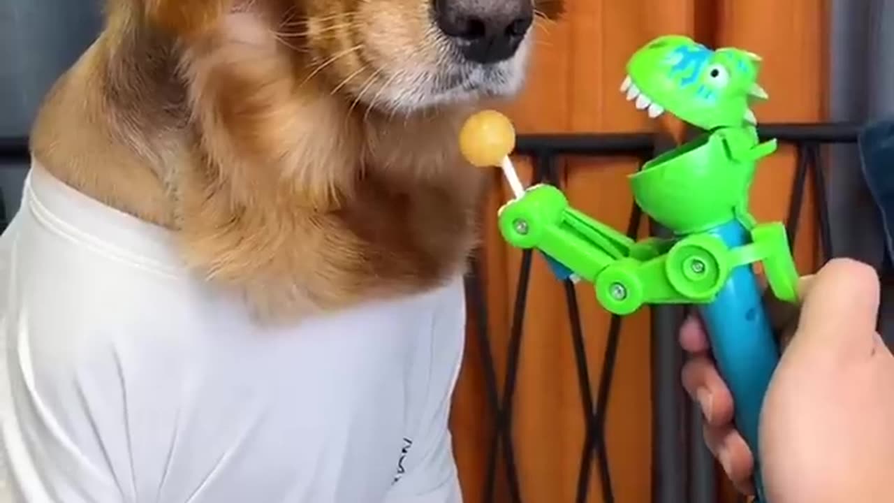 Funny dog