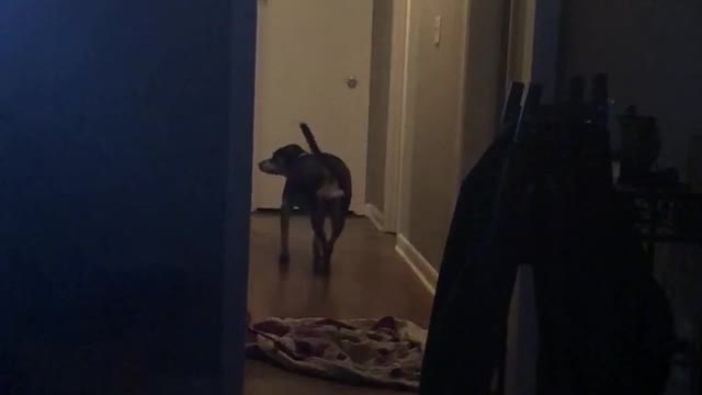 Dog has mind blown by 'What The Fluff' challenge