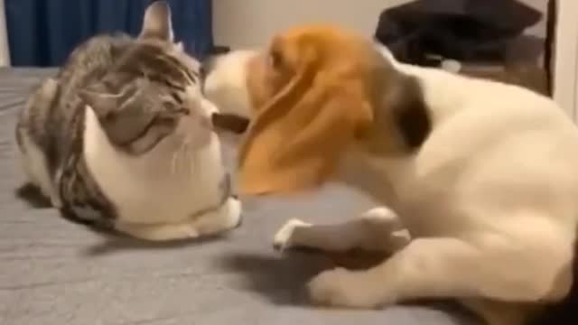 Funny dogs and cats