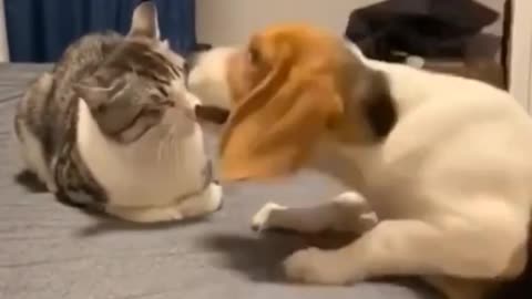 Funny dogs and cats