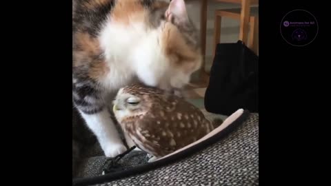 Funny Cats and Birds