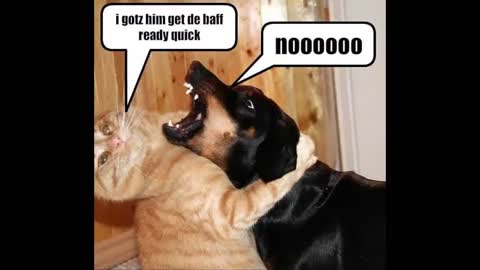 Funny Dogs and Cats !!