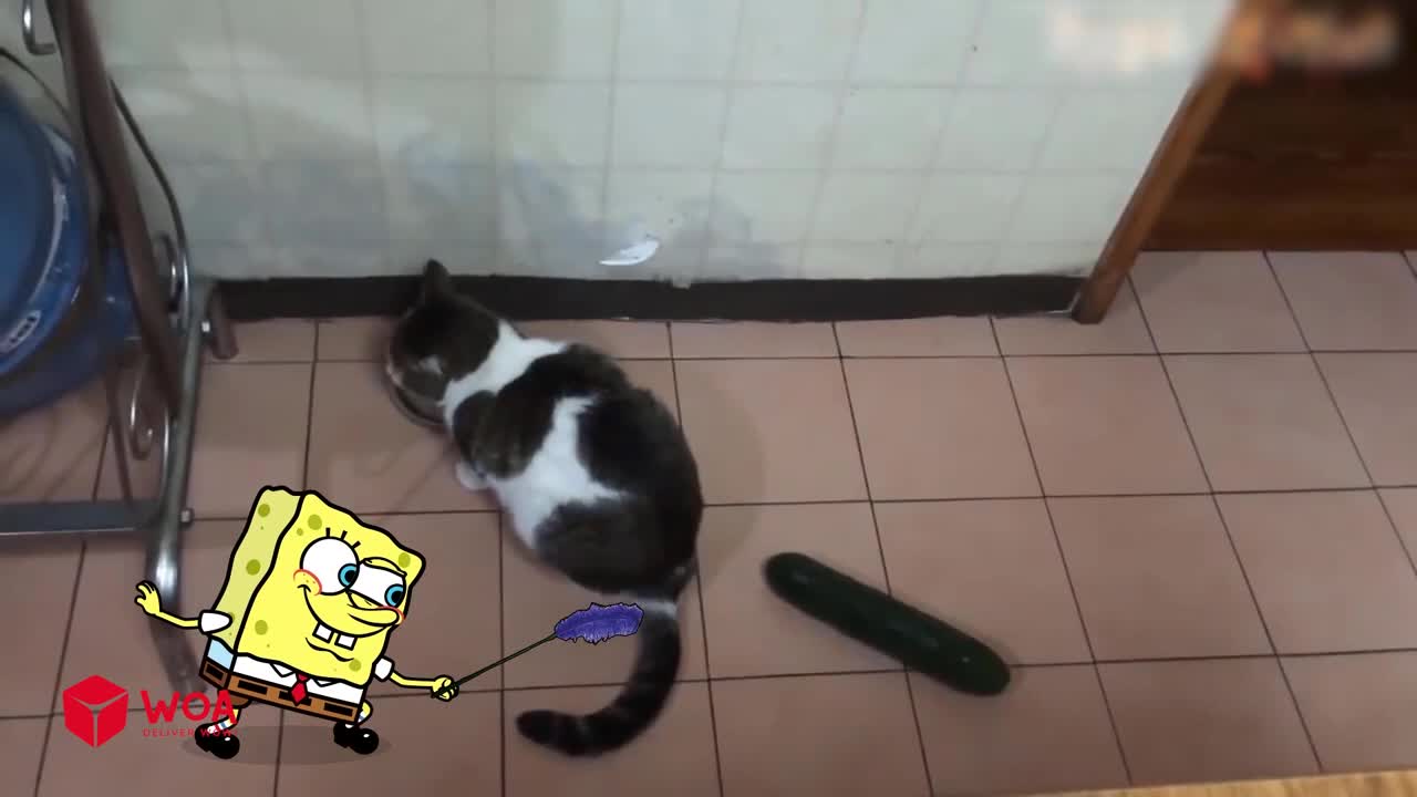 Sponge Bob Rides a Crazy Dog