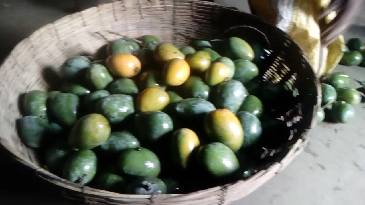 Mango big size. Sweet mango, the best mango my country.