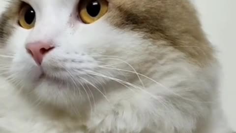 Cat Funy