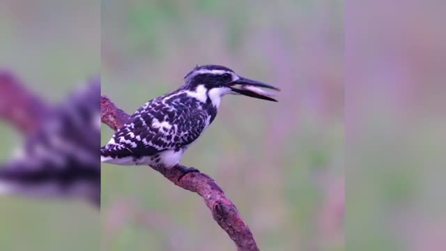 Bird hunting on the tree