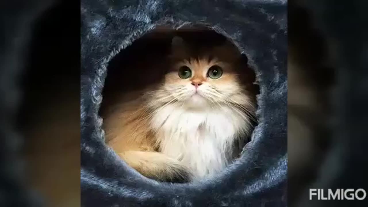 Baby cat funny videos cats mam 🤣