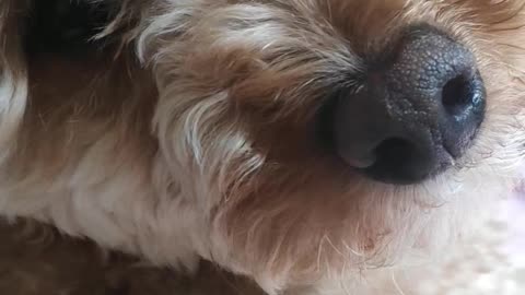 Cute dog face lying on the bed.