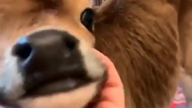 Baby Cute Cow Enjoying Massage