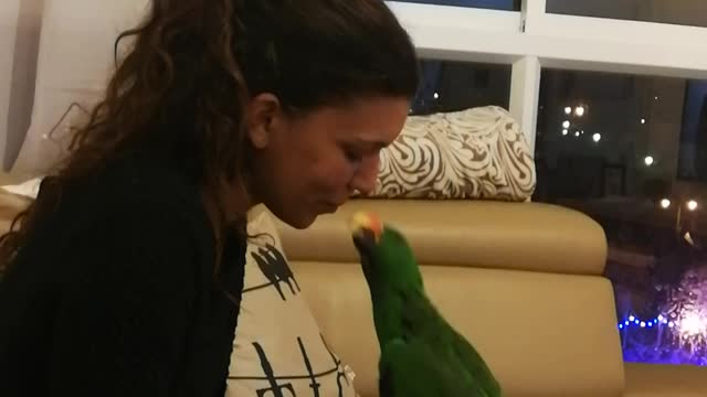 Pixel the Parrot Gives Kisses