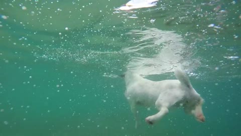 This DOG Is A Great Swimmer..