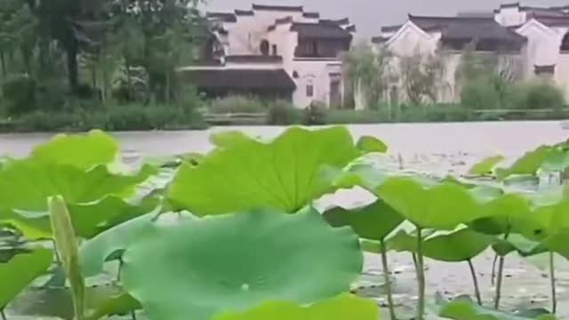 Rain on lotus leaves