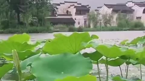 Rain on lotus leaves