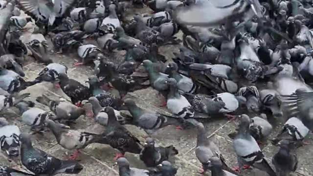 several pigeons eating