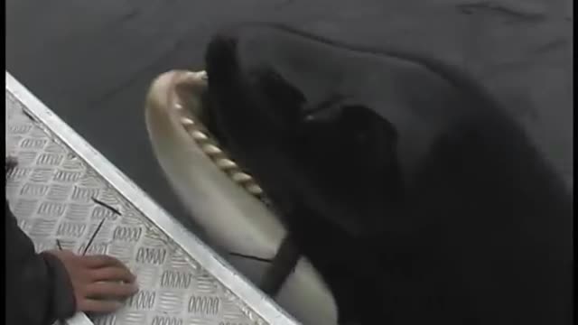 Luna, a wild orca, plays with his human friend