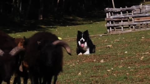 Early in the morning, the ball wakes up its owner