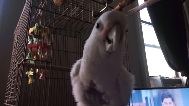 Peanut my Cockatoo