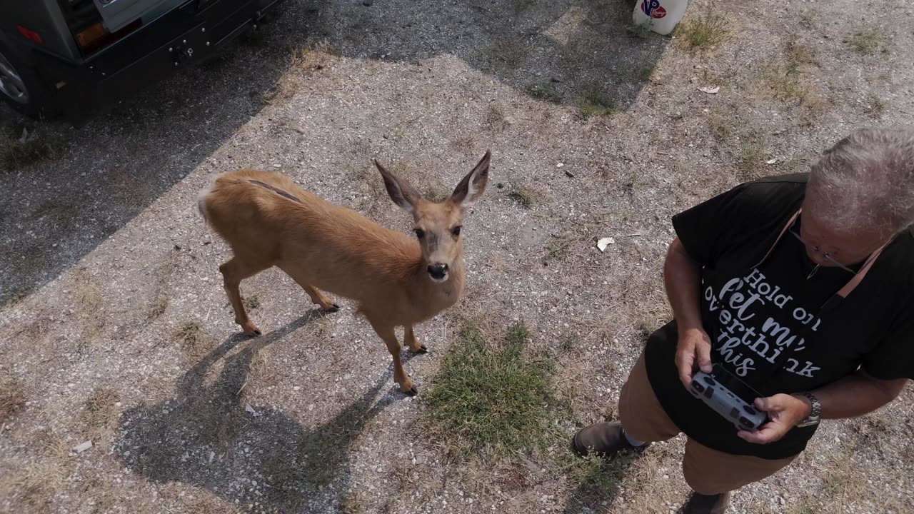 Sweet Pea the Rescued Mule Deer